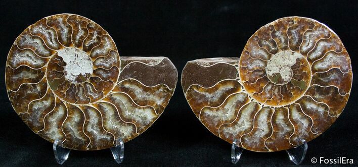 Beautiful / Inch Split Ammonite Pair #2386